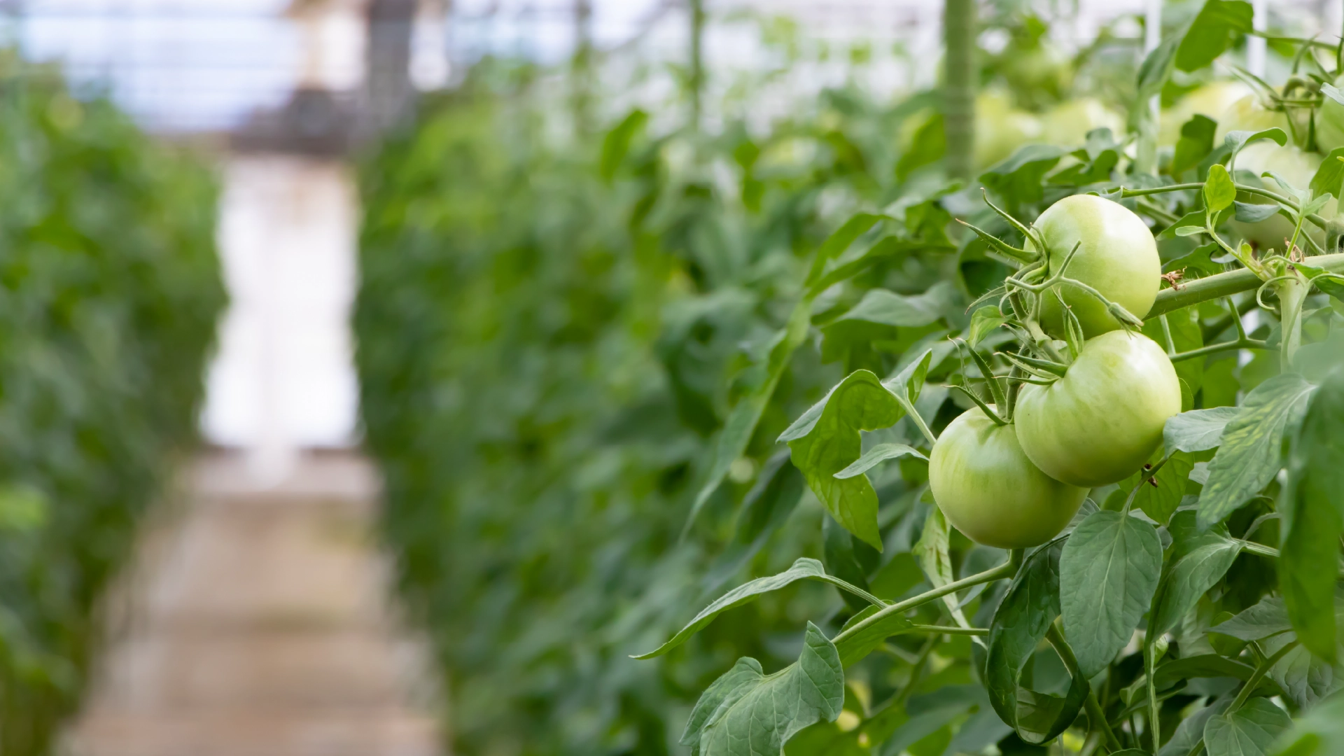 FDI Investor Seeks Agro-Based Business Opportunities